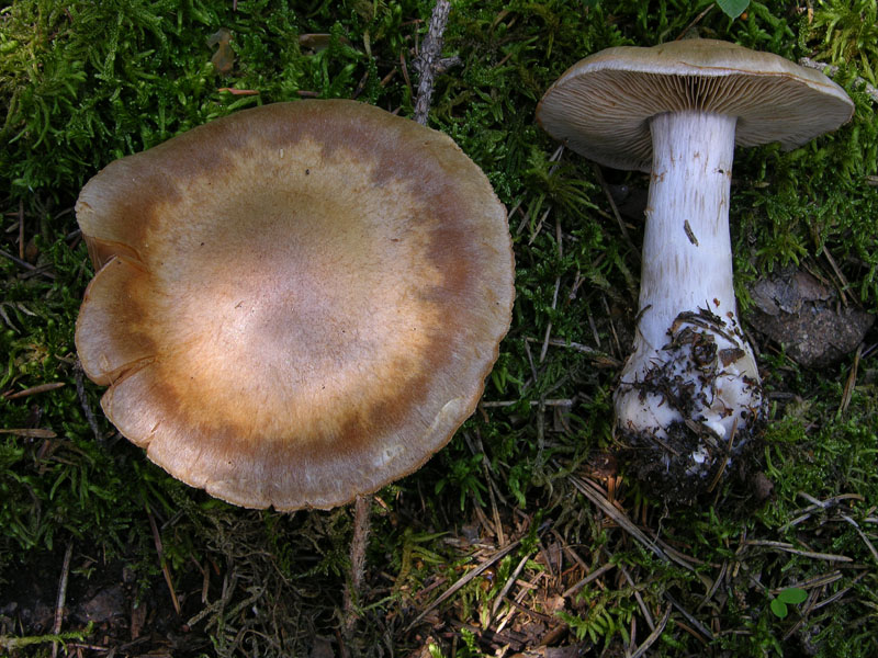 Alcuni Cortinarius.